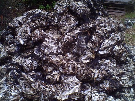 Oyster Shell Recycling SCDNR