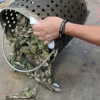 Steamed Oysters Being Put On The Table.